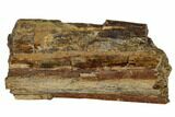 Hadrosaur (Edmontosaur) Rib Section - South Dakota #117078-2